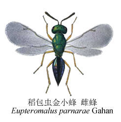 稻苞虫金小蜂,寄主范围较广,在棉田已知寄生棉小造桥虫,粘虫老熟幼 