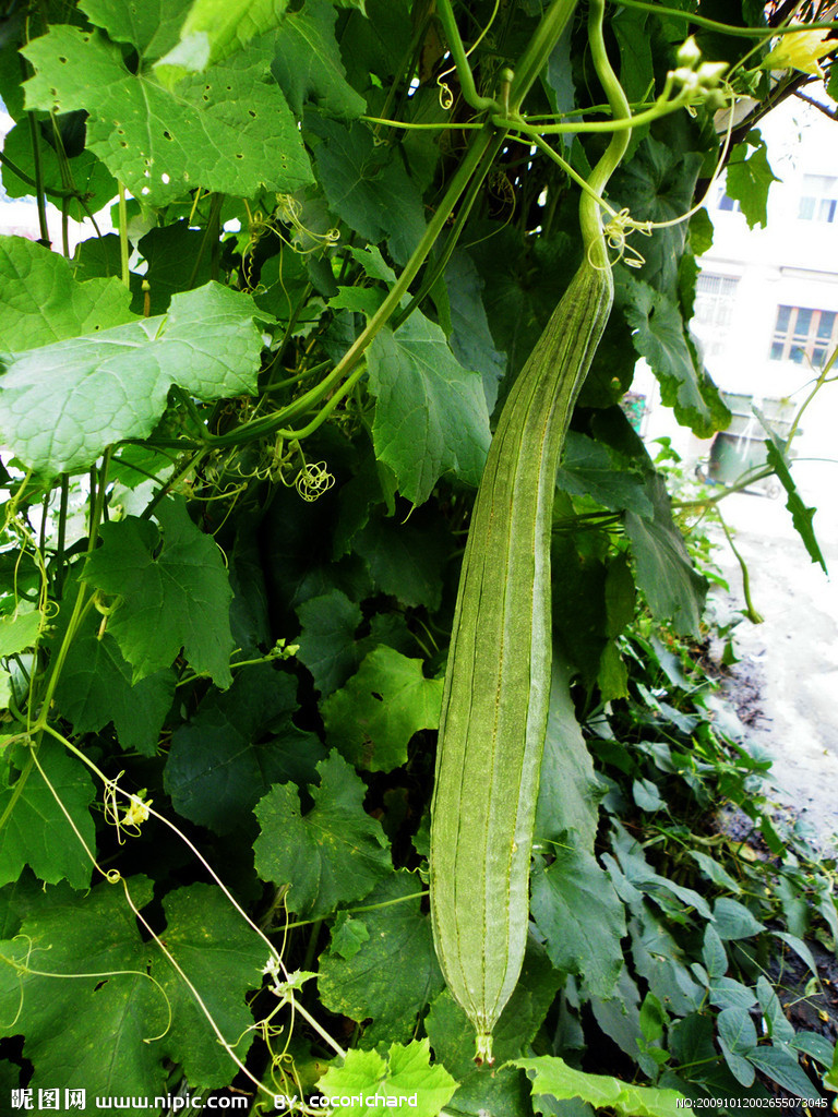 丝瓜属(其他生物相关)