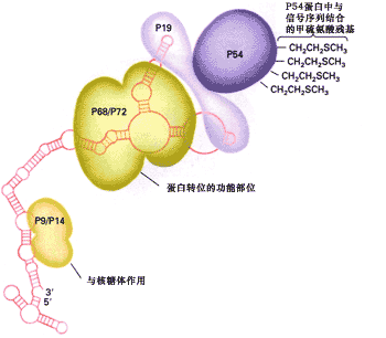 使正在合成蛋白質的核糖體停靠到內質網上來