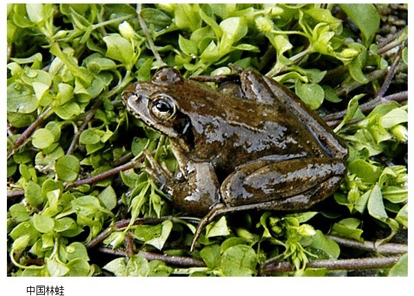 宁陕齿突蟾(动物)