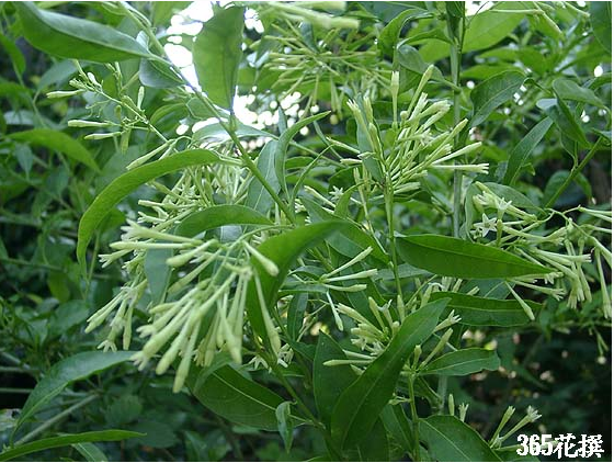 夜香花(植物)