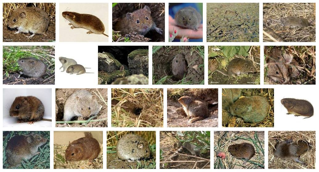 老鼠的种类图片及名称图片