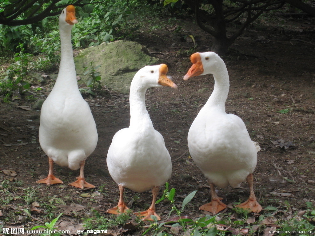 鹅(动物)鹅,被认为是人类驯化的第一种家禽,它来自于野生的鸿雁或灰雁