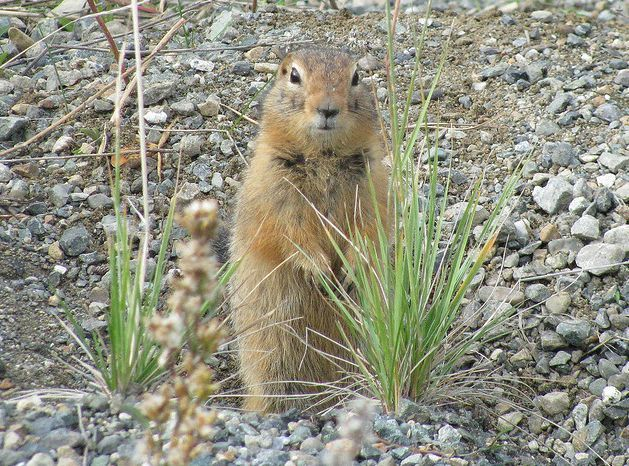 哈得逊湾北极地松鼠 (动物)