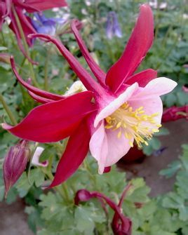 加拿大耧斗菜 (植物)