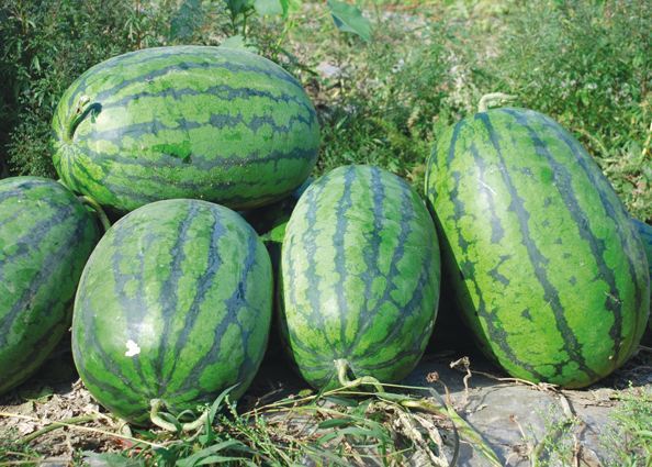 太空西瓜 (植物)