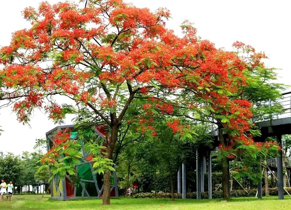 凤凰木植物