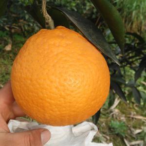 粤引天草桔橙 (植物)