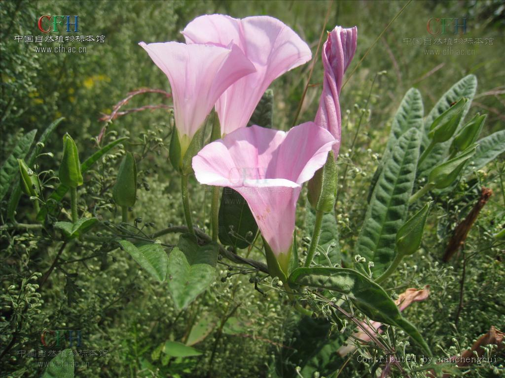 藤长苗(其他人物相关)