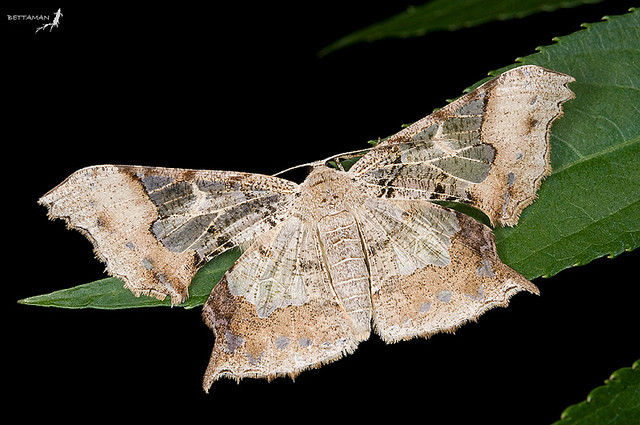 湖南垂耳尺蛾(动物)_技点百科
