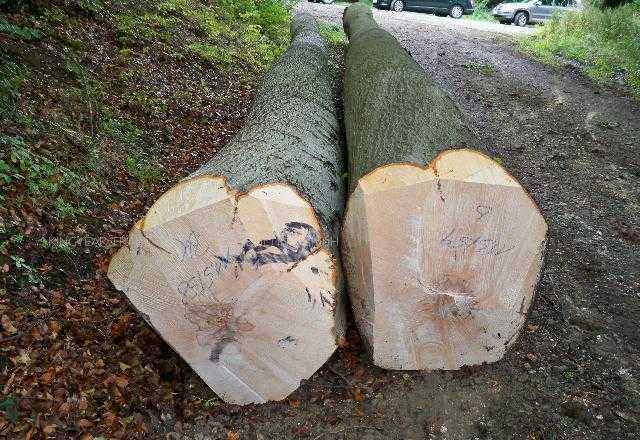 山榉木(非生物)_技点百科