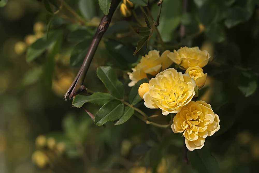 黄木香其他人物相关
