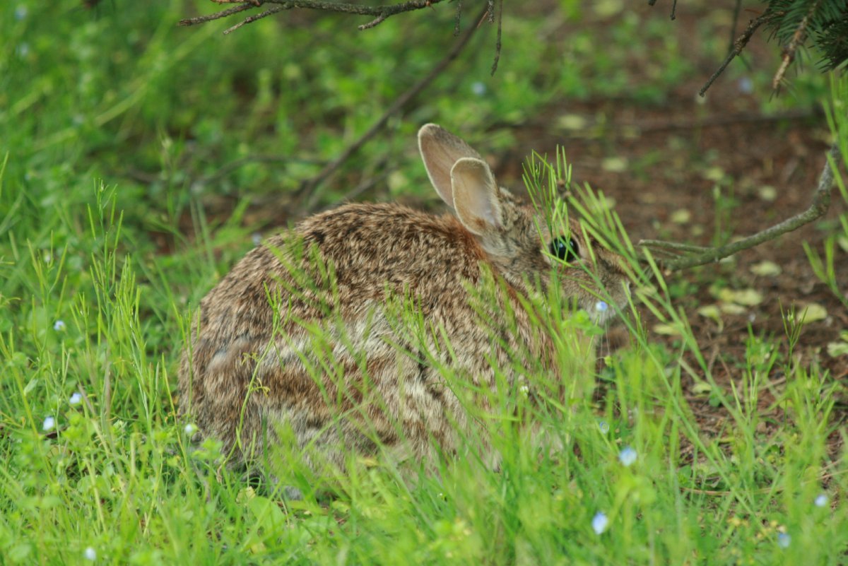 草丛里的一只兔子 (© wisan224/Getty Images Plus)