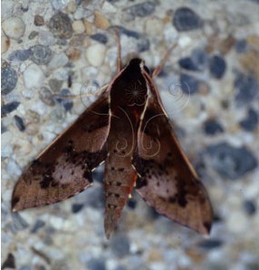 双斑白肩天蛾其他生物相关