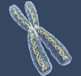 脆性x染色体综合症 (疾病)