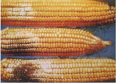 玉米干腐病图片图片