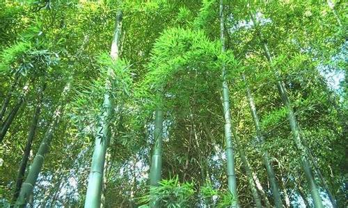 白夹竹(植物)
