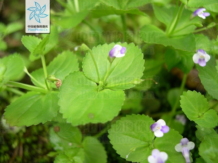 圆叶母草 (中医学与中药学)