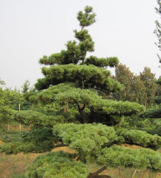 海南罗汉松 (植物)