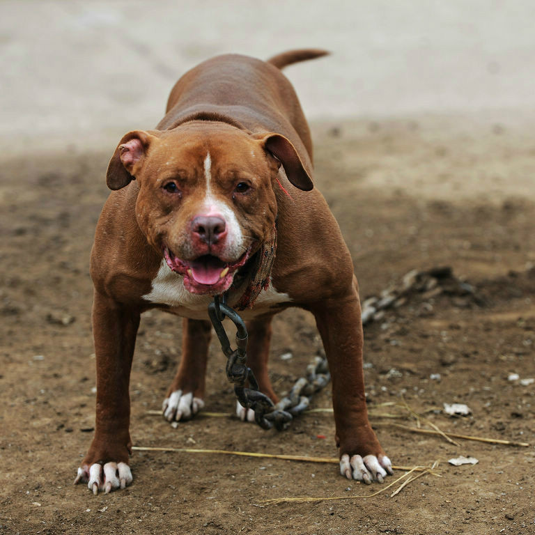 比特犬 (動物)