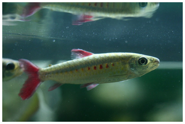 大鳞脂鲤 (其他生物相关)