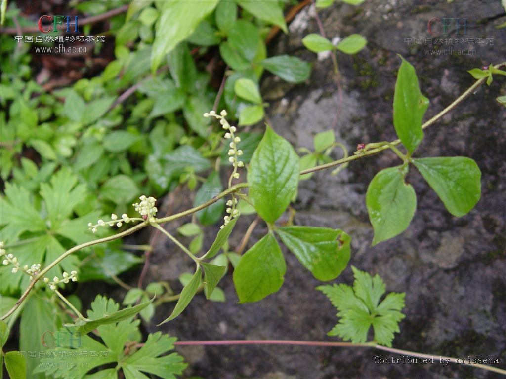 高山薯蓣(植物)