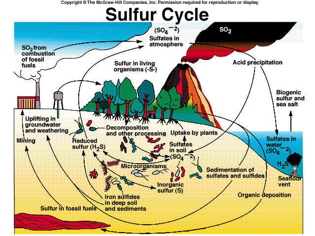 硫循环示意图图片