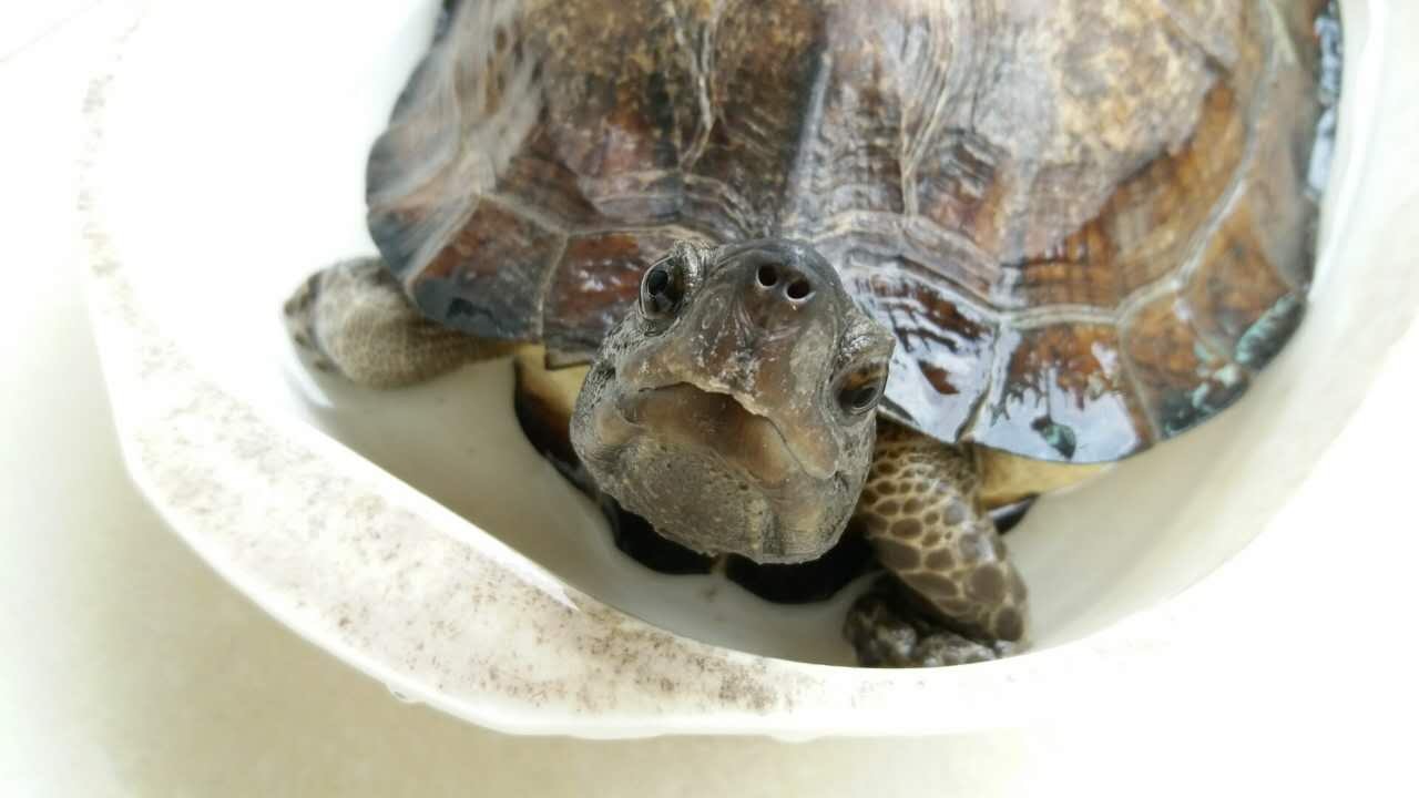 齿缘龟(其他生物相关)