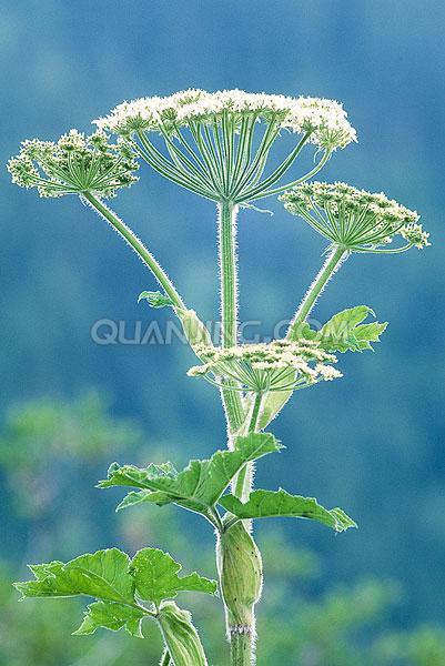 防风草(中医学与中药学)