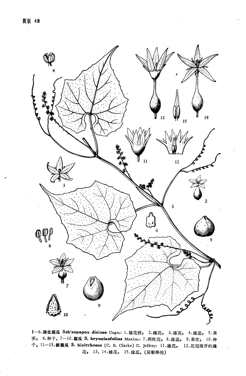 葫芦种子简笔画图片图片