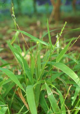 疣粒野生稻 (植物)