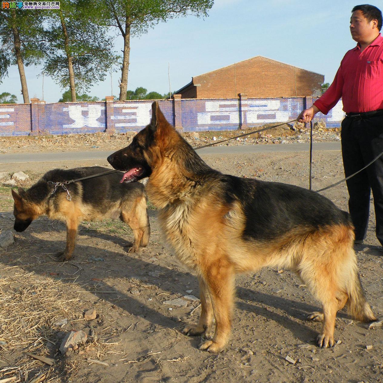 保加利亚牧羊犬动物