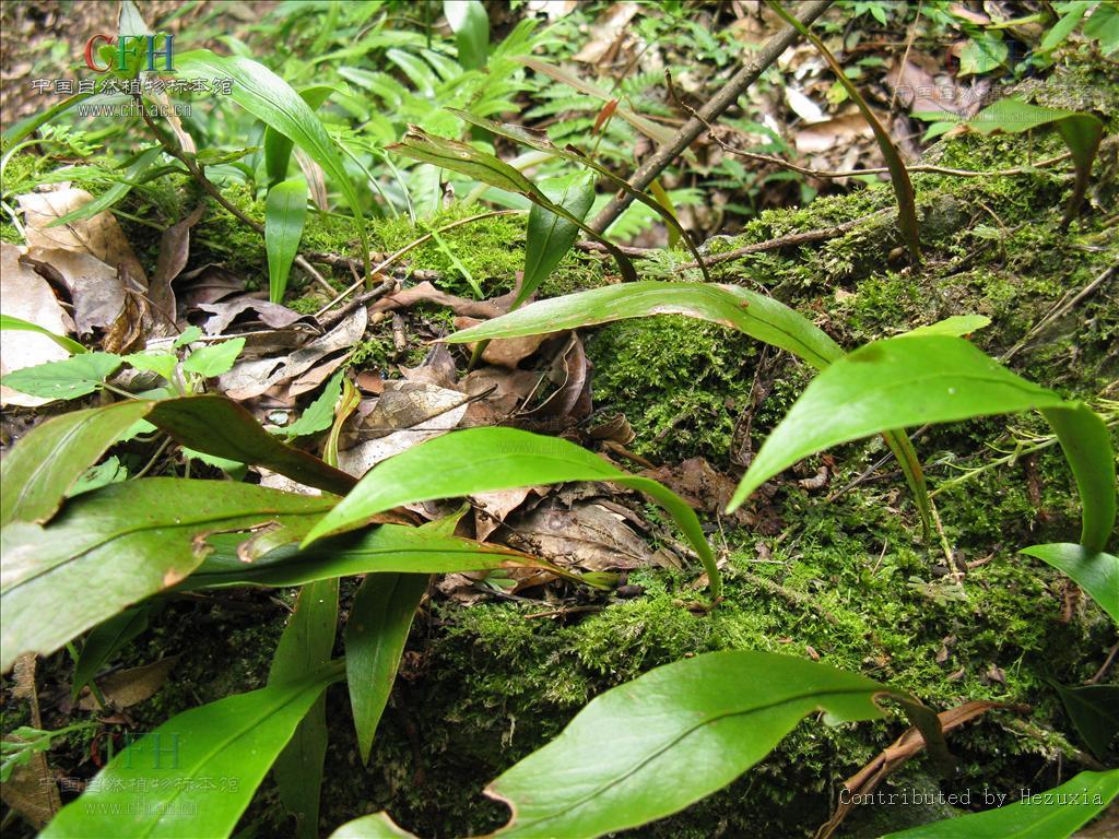 柳叶节肢蕨(植物)