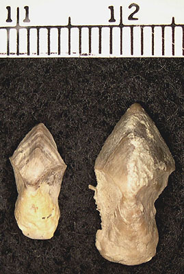 尖笔石其他生物相关