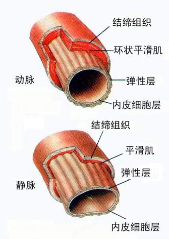 动脉血管分层结构图图片