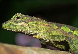 巴塘龙蜥(动物)