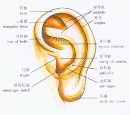 外耳道(疾病)外耳道,是一条自外耳门至鼓膜的弯曲管道,全长约2.1~2.