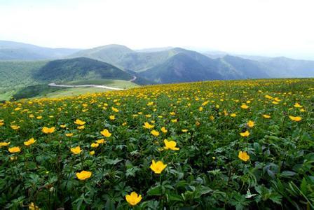 高山黄花茅(植物)