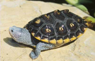 锦钻纹龟(动物)