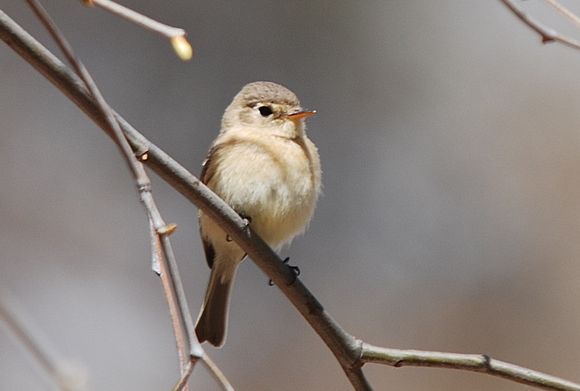 黄胸纹霸鹟其他生物相关