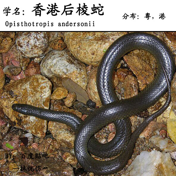 香港后棱蛇(动物)