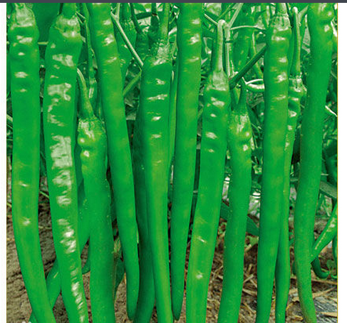 湘辣六号 (植物)