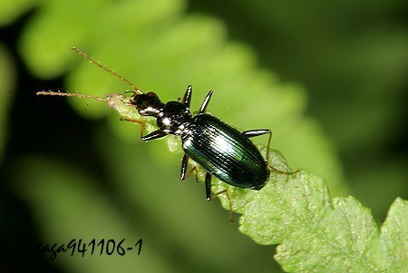 布氏细胫步甲(其他生物相关)布氏细胫步甲昆虫纲鞘