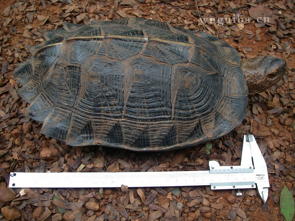 亚洲巨龟 (动物)