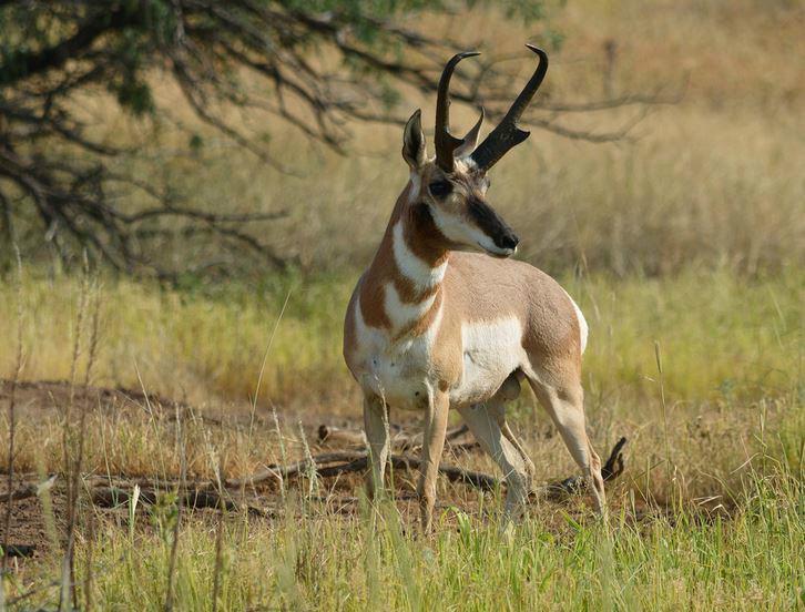 叉角羚索诺拉亚种(其他生物学相关)_技点百科_技点网(其他生物学相关)