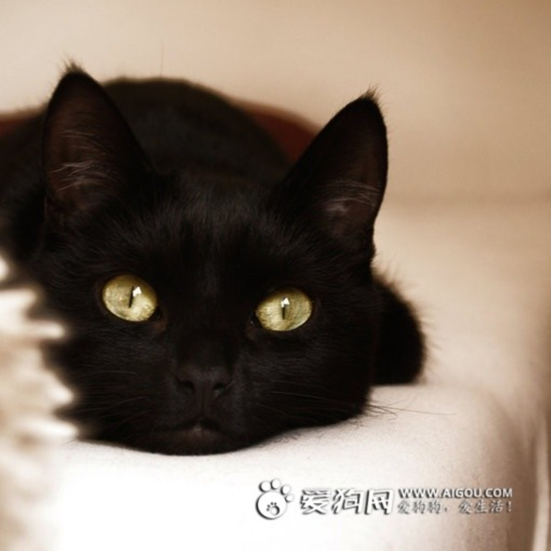 可爱的小黑猫图片素材-编号28839391-图行天下
