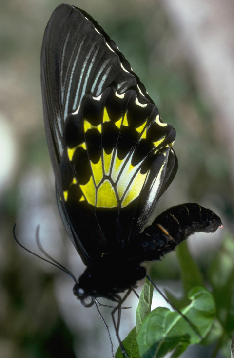 帕里特范氏裳凤蝶动物