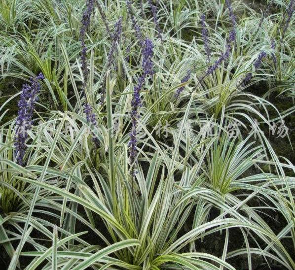 大叶沿阶草中医学与中药学