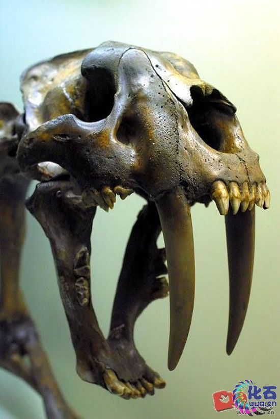 致命刃齿虎 (动物)