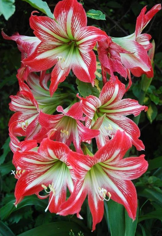 朱顶红(植物)朱顶红(学名:hippeastrum rutilum)又名红花莲(海南植物